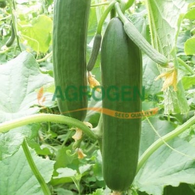aggouri-super-ba18