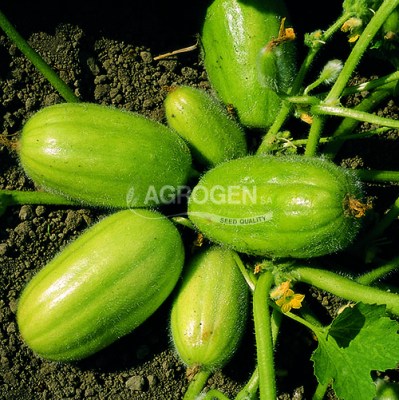 antzoyribarese