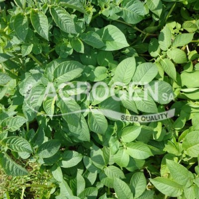 ΠΑΤΑΤΟΣΠΟΡΟΣ ΤΙΜΕΣ ΠΟΙΚΙΛΙΕΣ