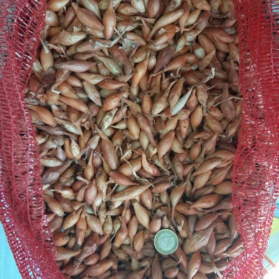 kokari-psilo-8-10-2