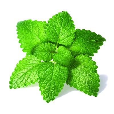 Μέλισσα Melissa officinalis