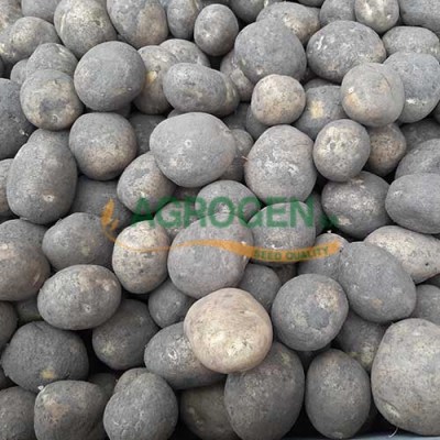 oxania