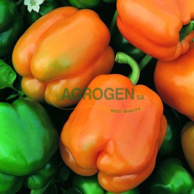 paprika-oreny-original