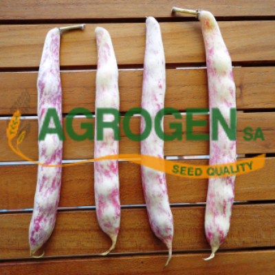 Σπόρος Φασόλι Χάντρα Μπαρμπούνι