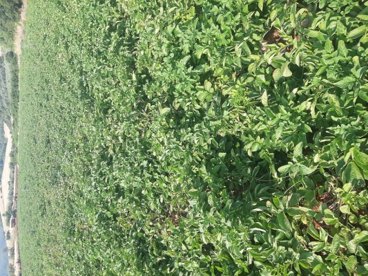 ΠΑΤΑΤΟΣΠΟΡΟΣ ΤΙΜΕΣ ΠΟΙΚΙΛΙΕΣ