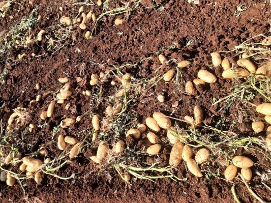 ΠΑΤΑΤΟΣΠΟΡΟΣ ΤΙΜΕΣ ΠΟΙΚΙΛΙΕΣ