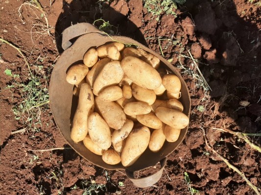 ΠΑΤΑΤΟΣΠΟΡΟΣ ΤΙΜΕΣ ΠΟΙΚΙΛΙΕΣ