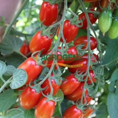 tomato-velanidi16