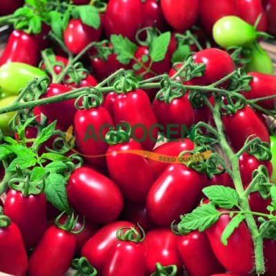 tomato-velanidi21
